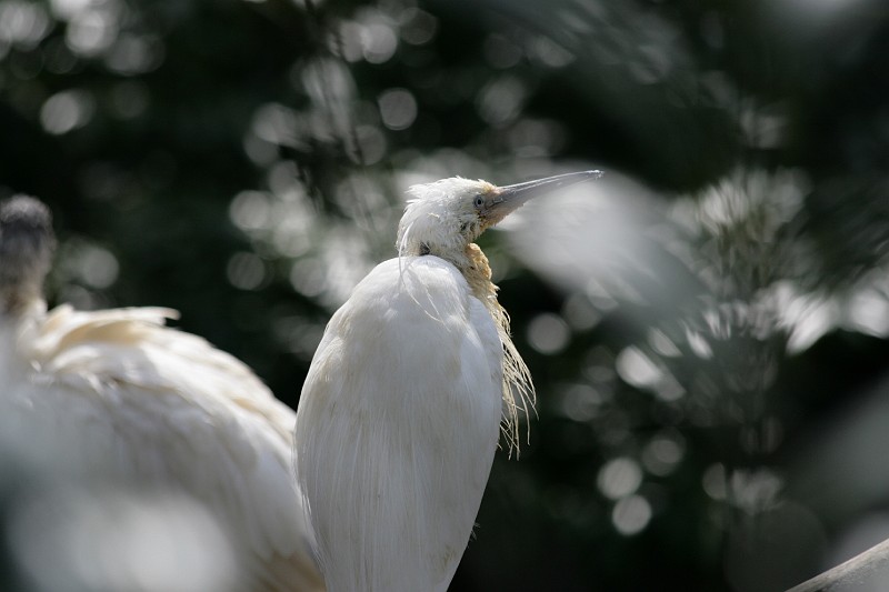 Fotoclubje Blijdorp 2008-148.jpg